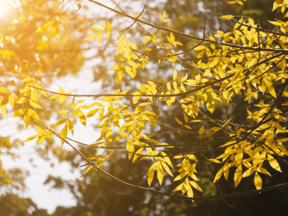 Чехов готовится к обновлению городской инфраструктуры