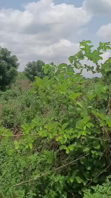 Commercial at Lagos