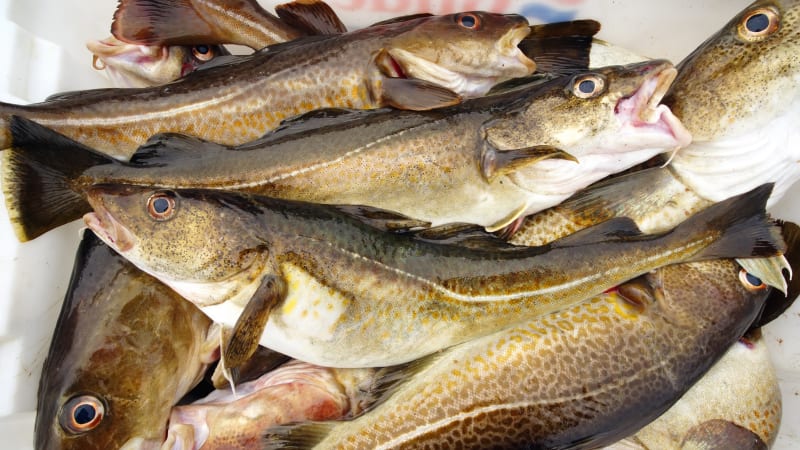 Skreifiske i Lofoten