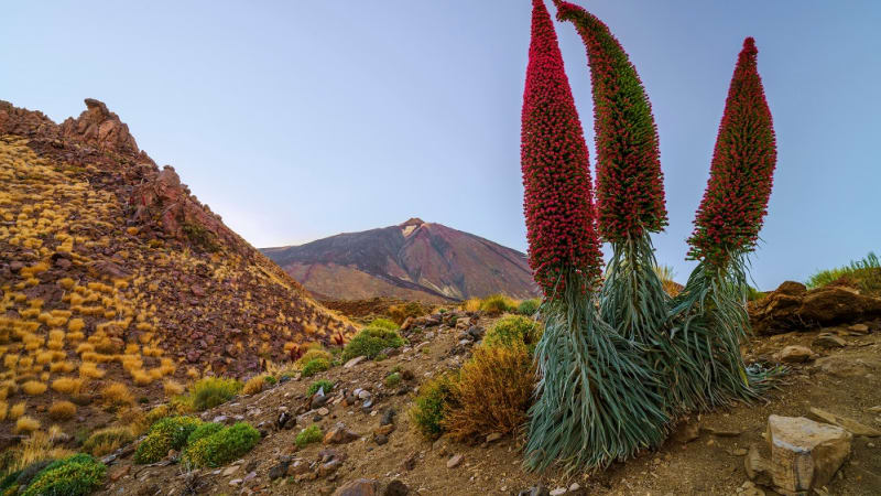 Teide nasjonalpark – kratere og botaniske underverk