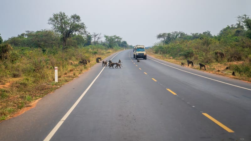 Kj�re fra Kobulin til Murchison Falls nasjonalpark