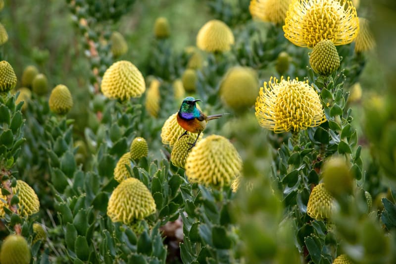 Morgensafari / Kirstenbosch / hjemreise