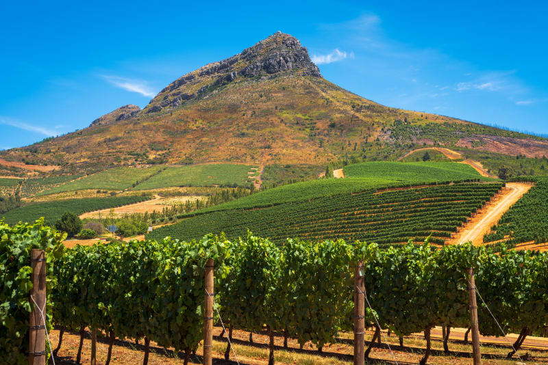 Stellenbosch og vinsmaking