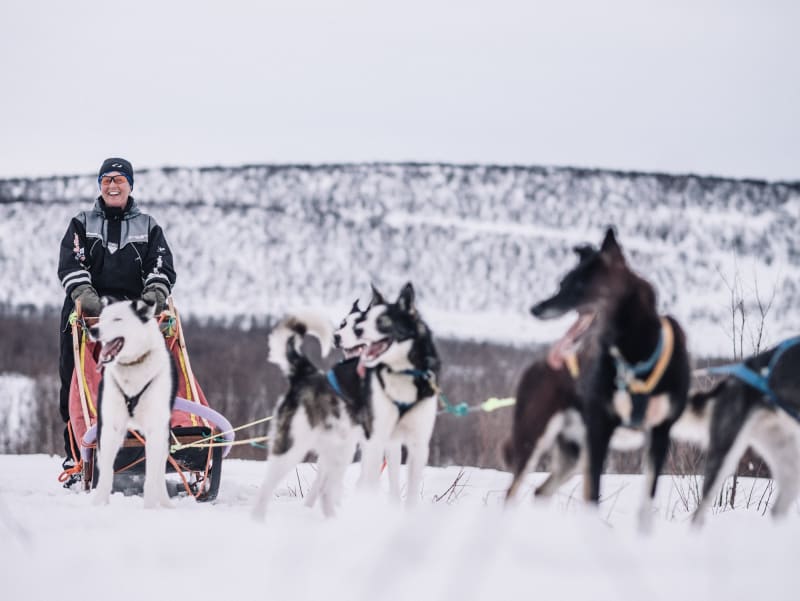 Finnmarkslpet  Europas lengste hundelp