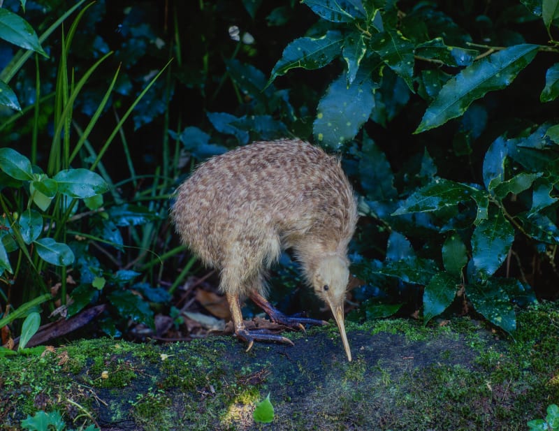 National Kiwi Hatchery