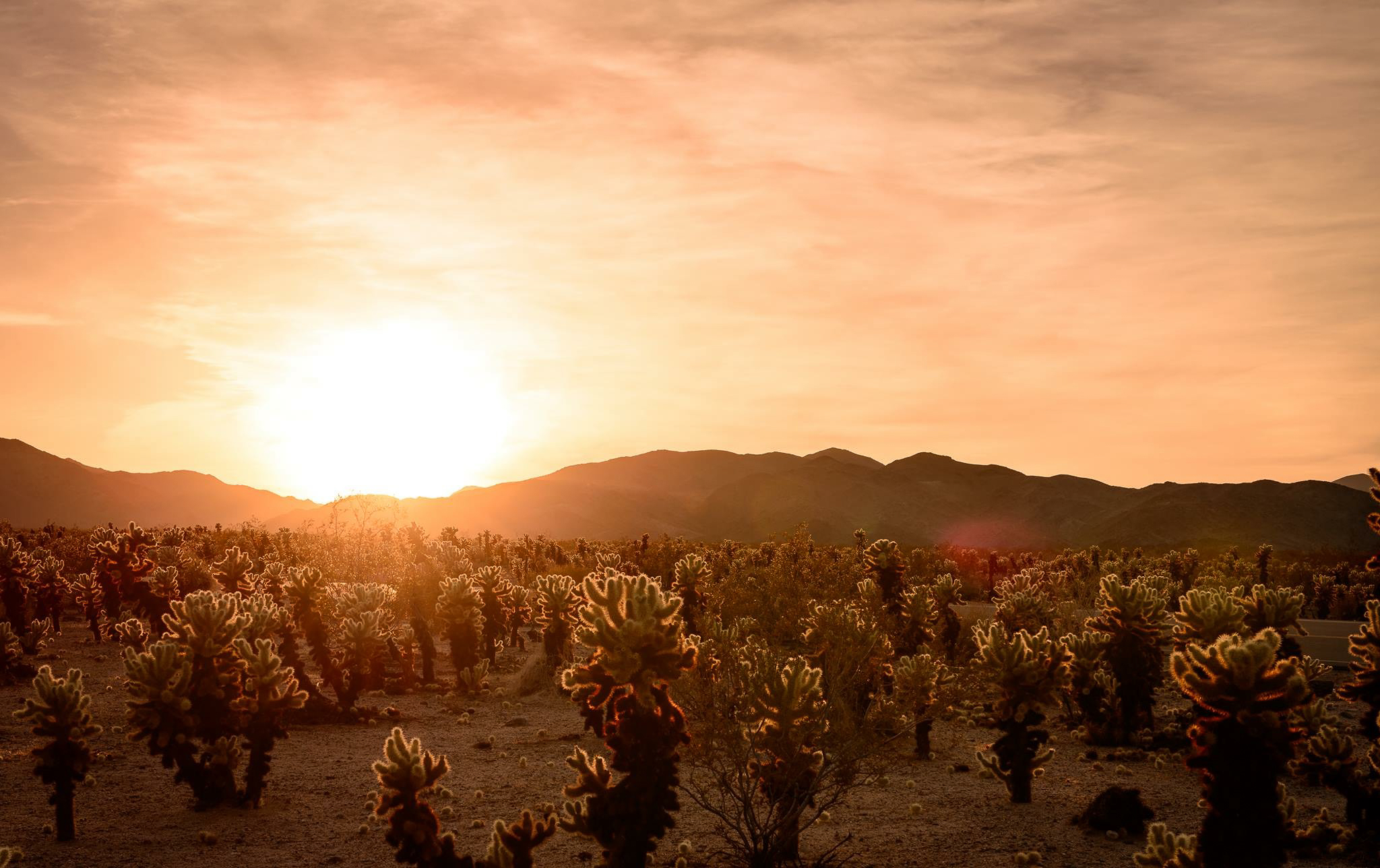 Joshua Tree National Park