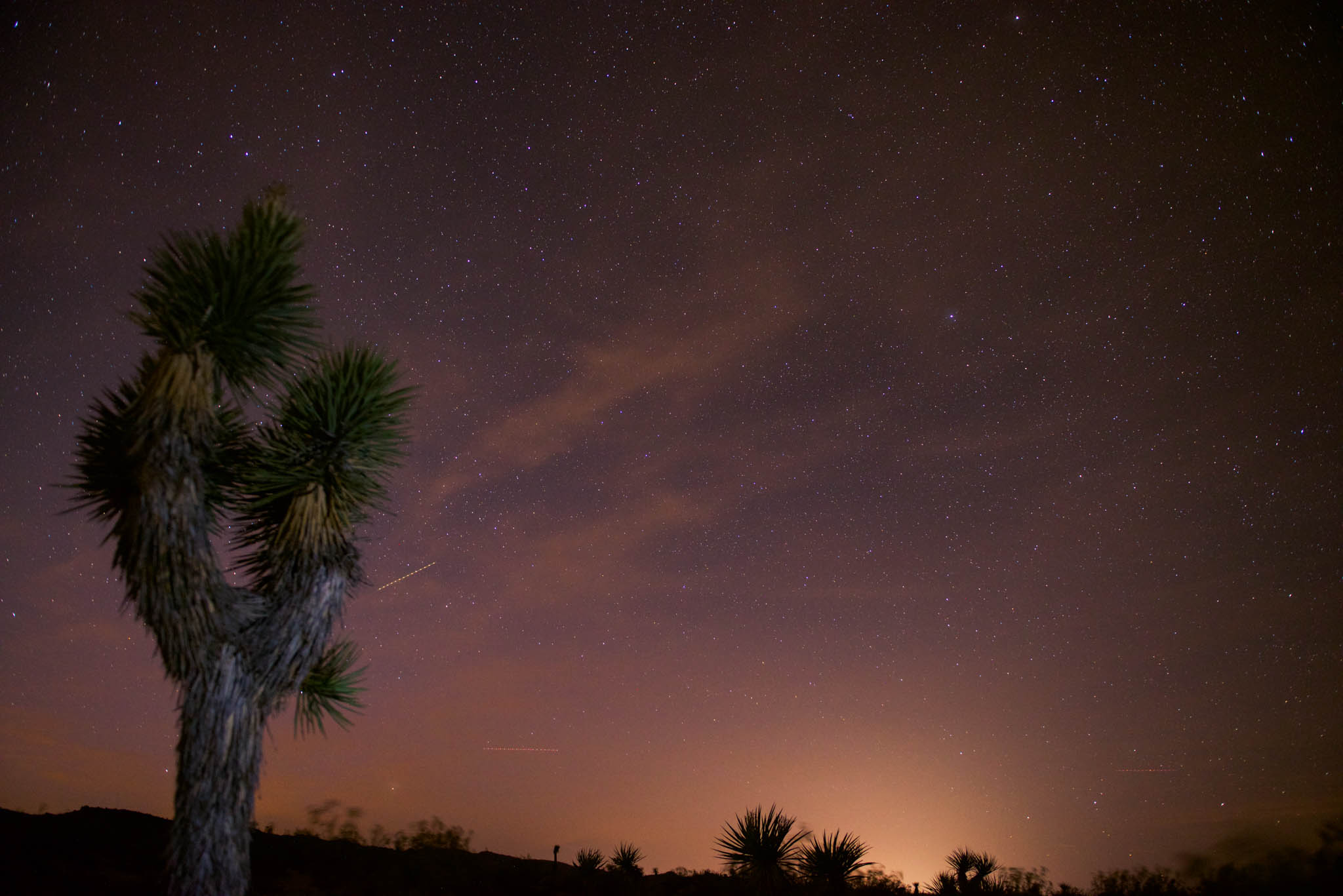 Joshua Tree