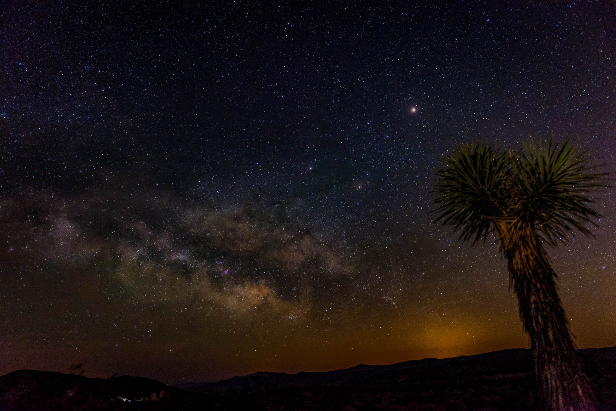 Joshua Tree