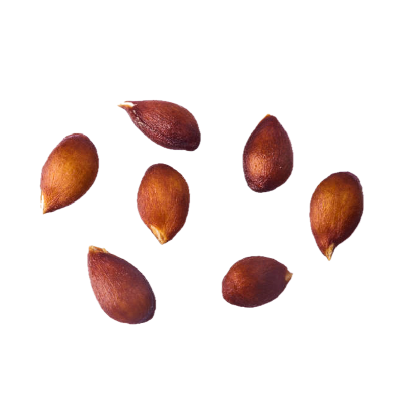 Apple Tree Seeds