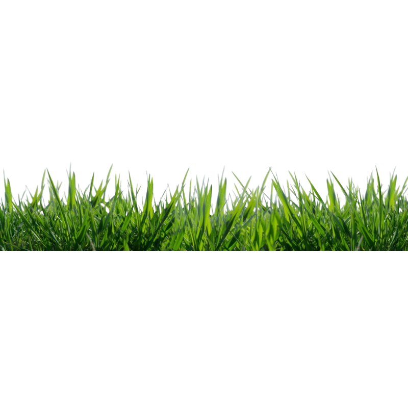 Grass 