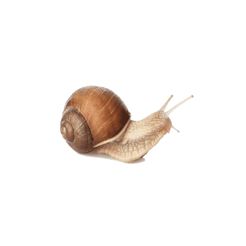 Snail