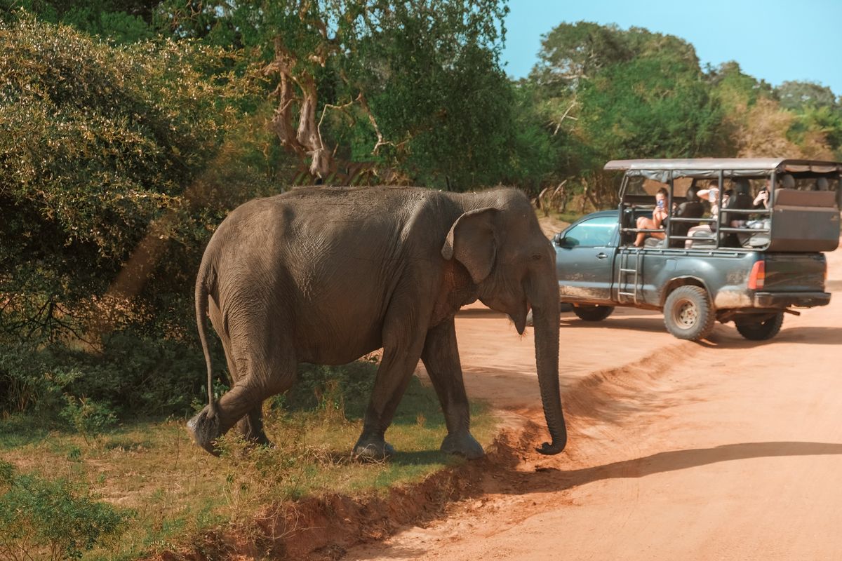 A Jeep Is Not a Safari Brand