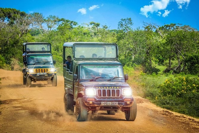 Wildlife Is Not Inventory. Yala Just Reminded the Tourism Industry Why.