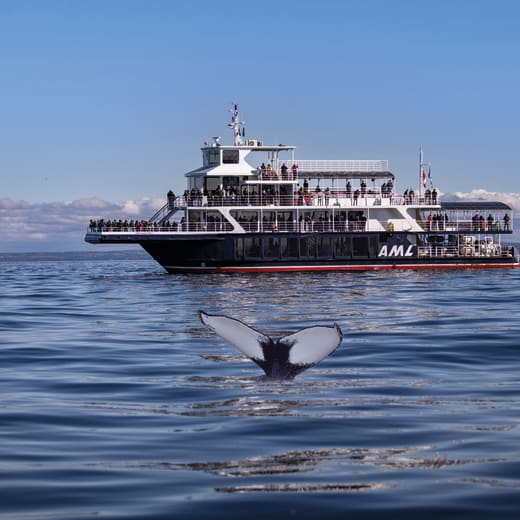 Saviez-vous que c’est sur le Fleuve Saint-Laurent qu’on vit la meilleure expérience baleine au monde?