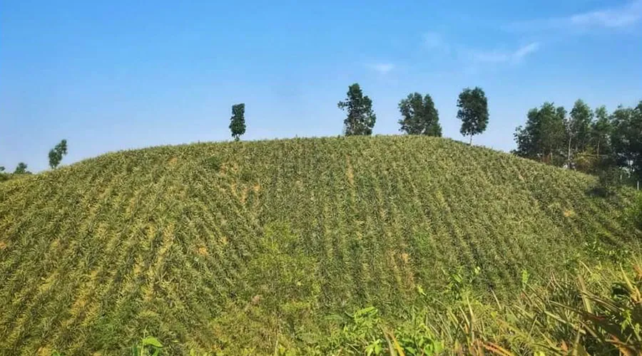 চাঁন মিয়া আনারস বাগান