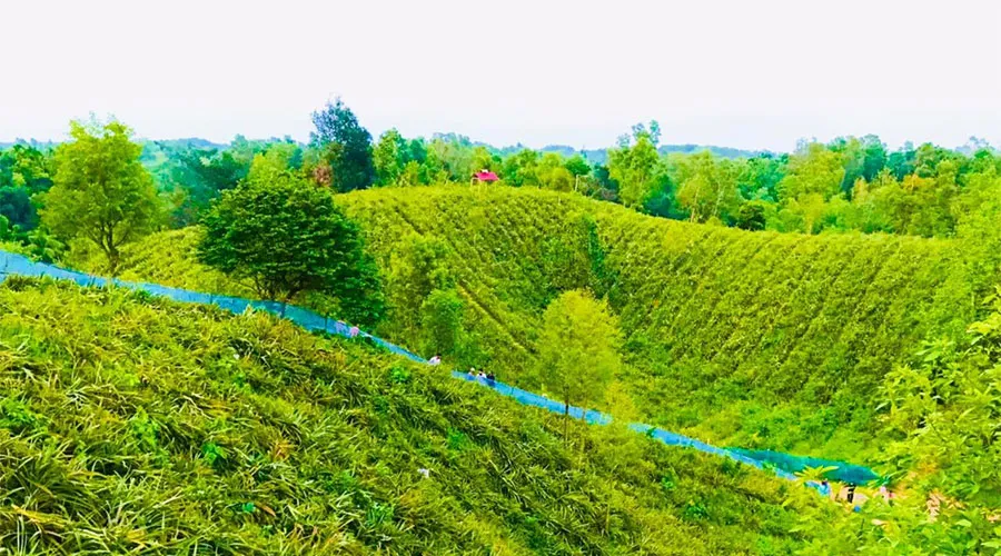 চাঁন মিয়া আনারস বাগান