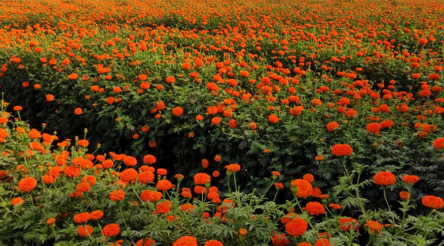 ফুলের গ্রাম সাবদি