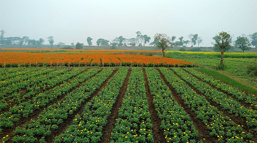 ফুলের গ্রাম সাবদি