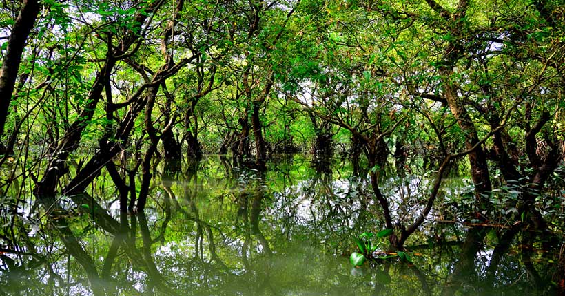 Ratargul Swamp Forest (রাতারগুল সোয়াম্প ফরেস্ট)