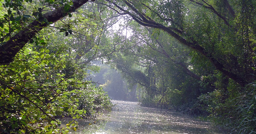 চর কুকরি মুকরি