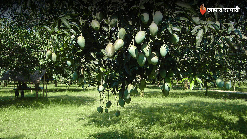 রংপুরের হাঁড়িভাঙা আম