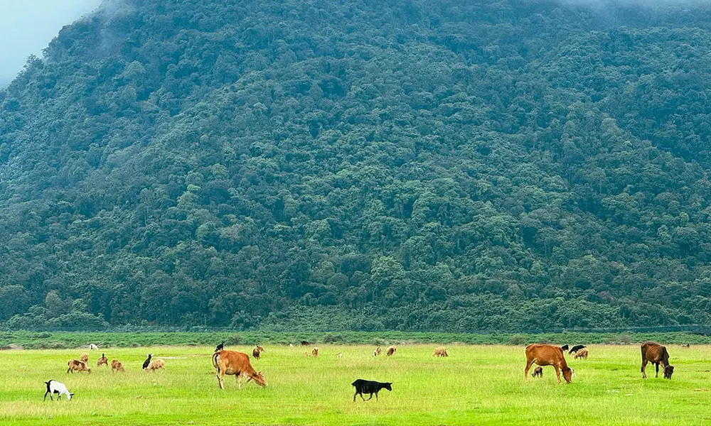 নলজুরি, গোয়াইনঘাট, সিলেট
