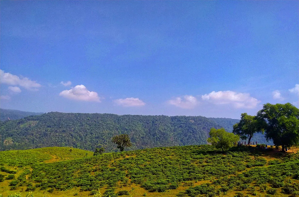 শ্রীপুর চা বাগান, সিলেট
