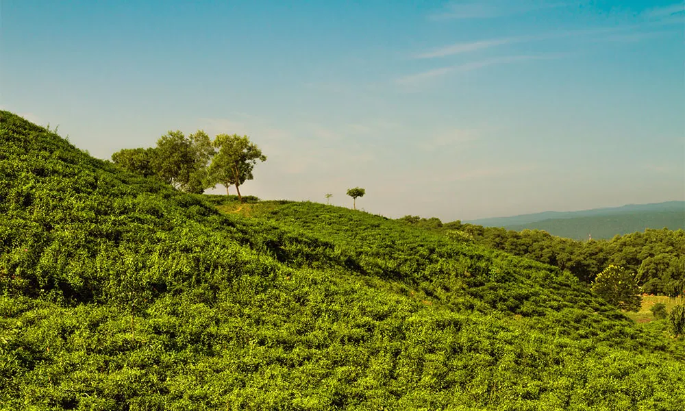 শ্রীপুর চা বাগান, সিলেট