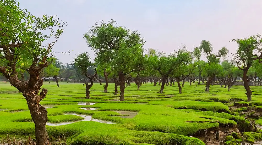 নিদ্রার চর, বরগুনা