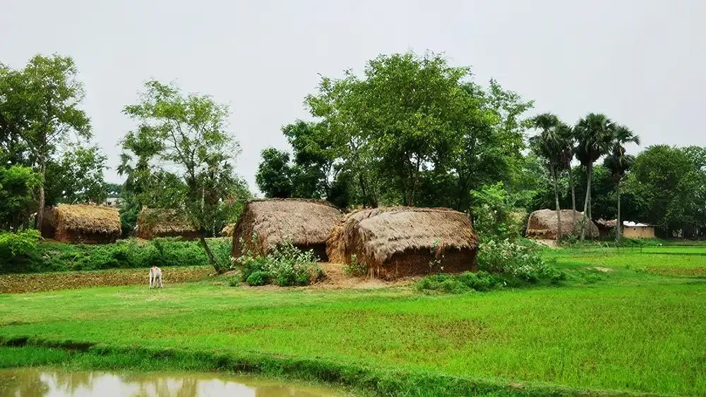 পিচুলগাড়ি গ্রাম, বগুড়া
