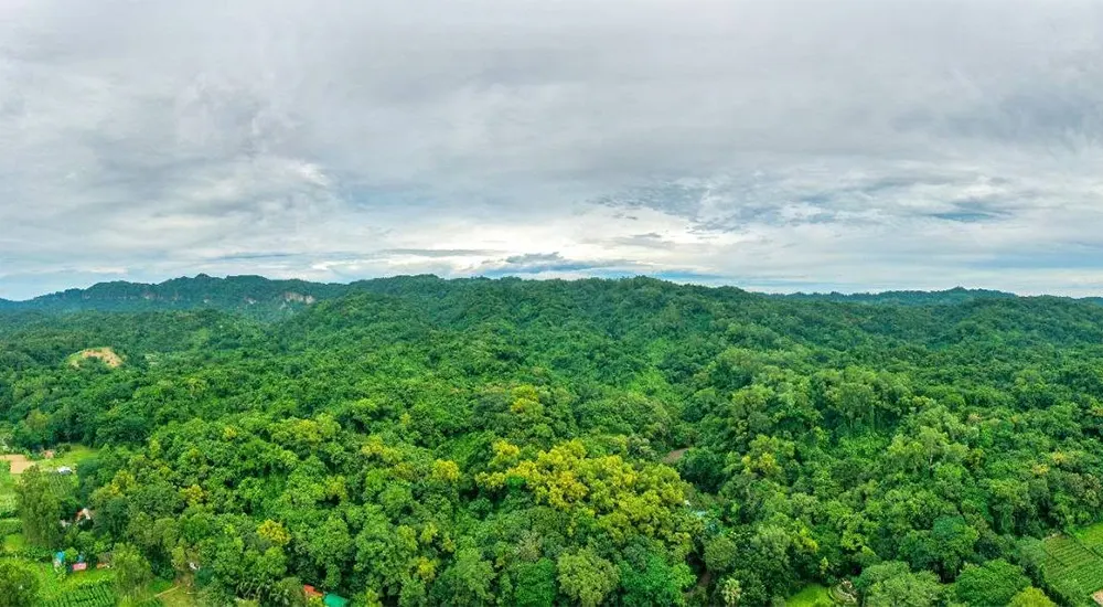 মিয়াওয়াকি ফরেস্ট - প্রজেক্ট সোনাপাহাড়