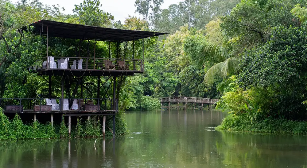 মিয়াওয়াকি ফরেস্ট - প্রজেক্ট সোনাপাহাড়