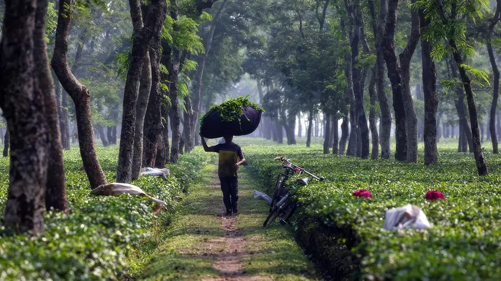 উদালিয়া চা বাগান