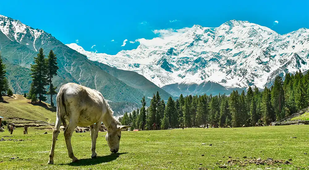 হুনজা ভ্যালি, পাকিস্তান