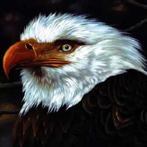 The Hawk Is Howling cover art