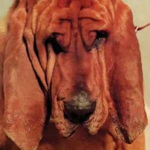 Goodbye Bread cover art
