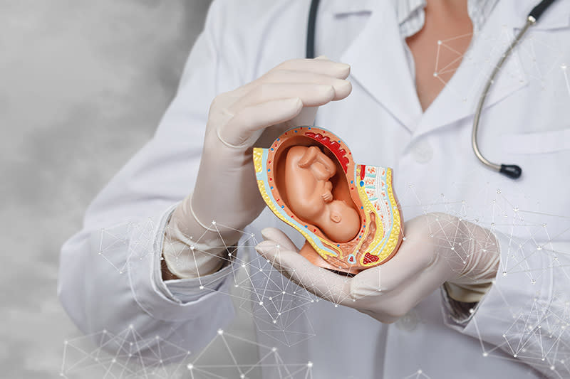 Concepts of fetal protection and support during pregnancy.