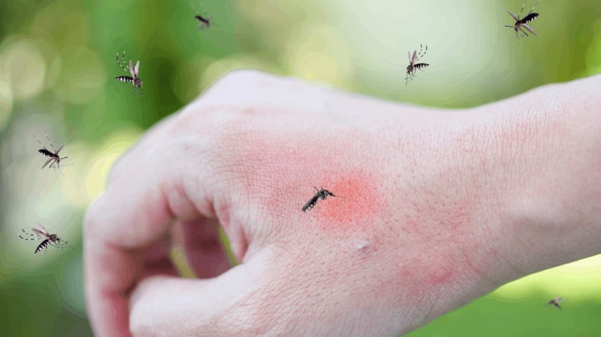 Mosquito-Borne Illnesses