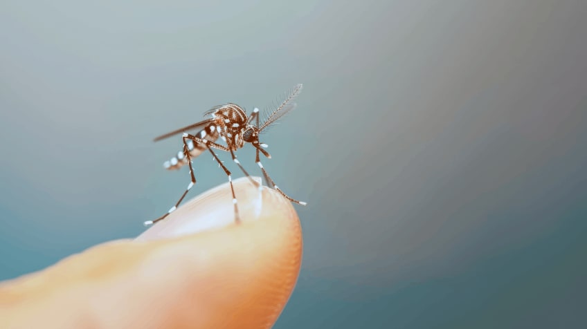 Chikungunya in Children