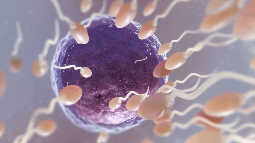 Male Fertility