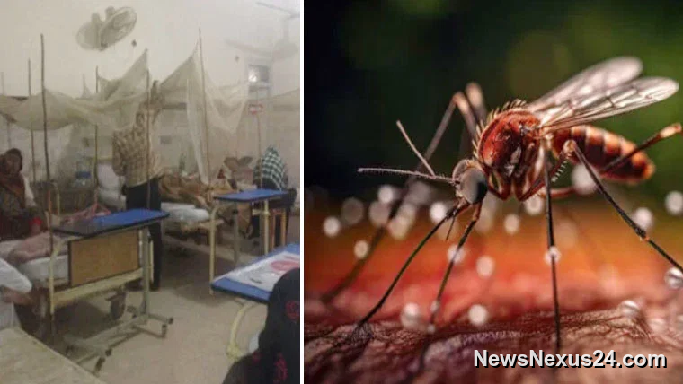Chikungunya Cases Surge in Nowshera as Hospitals Face Daily Influx
