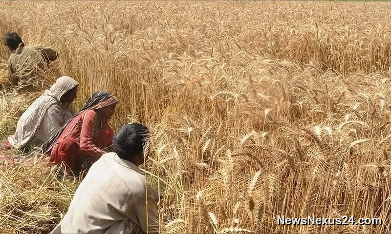 Sindh To Release Wheat Stocks To Curb Flour Prices
