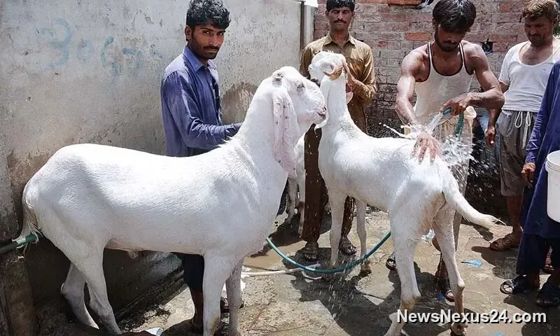 25 Sacrificial Goats Worth Rs1.9m Stolen in Karachi