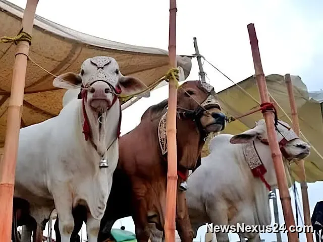 Sindh Declares Four-Day Eidul Azha Holidays for 2026