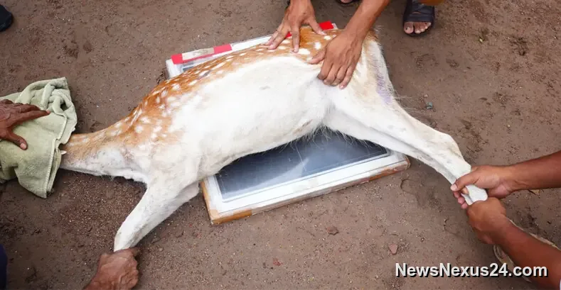 Punjab Launches Portable X-Rays for Zoo and Captive Wildlife