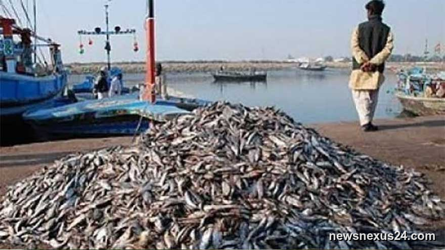 Pakistan Fisheries Exports Hit Record $570 Million