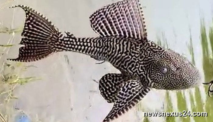 WWF warns invasive Amazon sailfin catfish is spreading in Pakistan