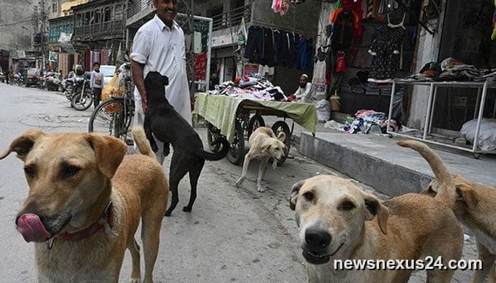 Sindh records first rabies death of 2026 as 8-year-old dies in Sanghar