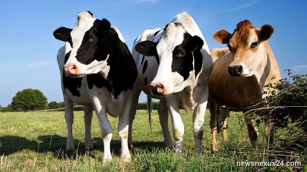 KP rolls out digital LMIS to track livestock services, disease surveillance
