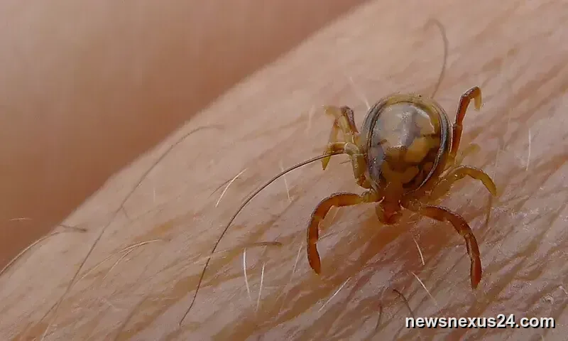 Sindh reports first Congo fever death of 2026 after teen case